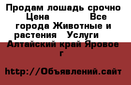 Продам лошадь срочно › Цена ­ 30 000 - Все города Животные и растения » Услуги   . Алтайский край,Яровое г.